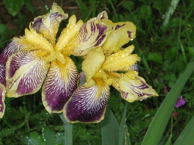 Irisi 1